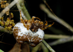 Mastophora cornigera