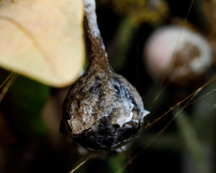 Mastophora cornigera