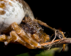 Mastophora cornigera