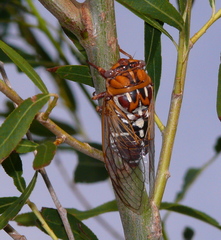 Megatibicen tremulus