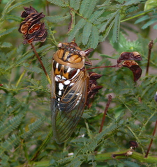 Megatibicen tremulus