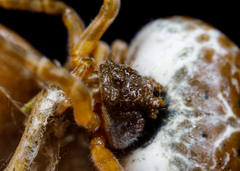 Mastophora cornigera