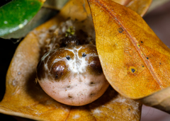 Mastophora cornigera