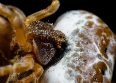 Mastophora cornigera