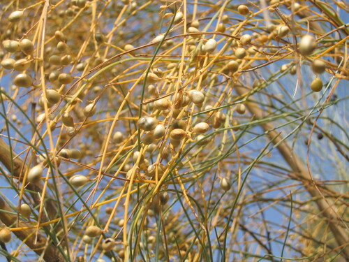 Yellow Bridal Broom (Retama sphaerocarpa)