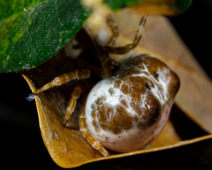 Mastophora cornigera