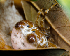 Mastophora cornigera