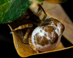Mastophora cornigera