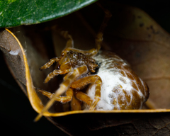 Mastophora cornigera