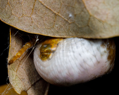 Mastophora cornigera