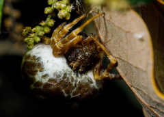 Mastophora cornigera
