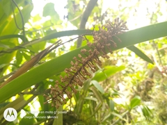Arpophyllum giganteum
