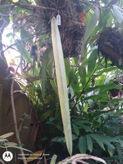 Arpophyllum giganteum