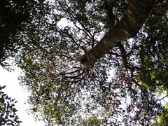 Elaeocarpus japonicus