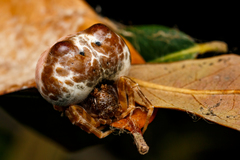 Mastophora cornigera