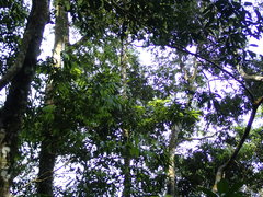 Castanopsis carlesii