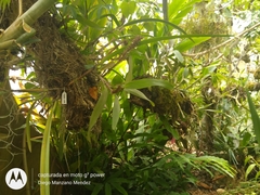 Arpophyllum giganteum