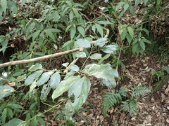 Cryptocarya chinensis