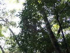 Castanopsis carlesii