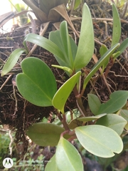 Peperomia obtusifolia