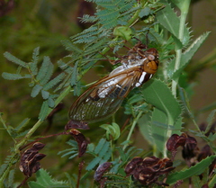Megatibicen tremulus
