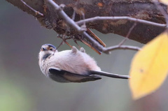 Aegithalos glaucogularis