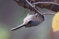 Aegithalos glaucogularis