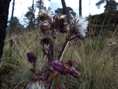 Senecio roseus