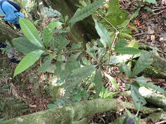 Lithocarpus brevicaudatus