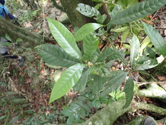 Lithocarpus brevicaudatus