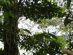 Castanopsis carlesii