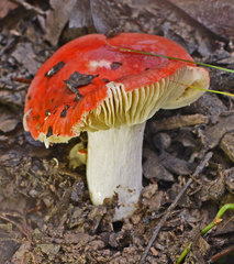 Russula persanguinea