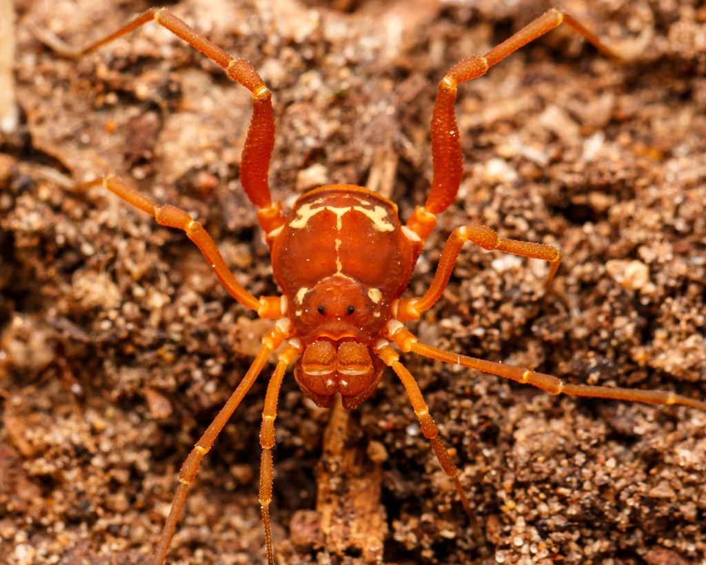 Cynorta triangulata
