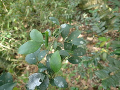Ilex goshiensis