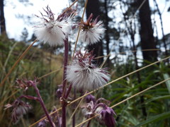 Senecio roseus