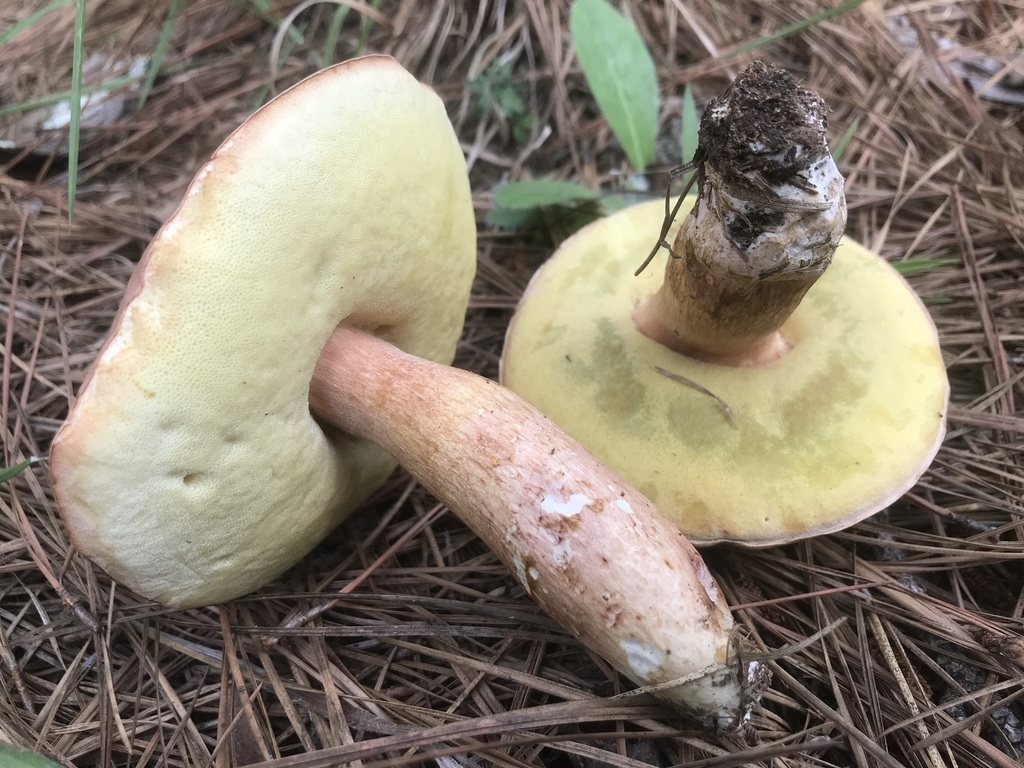 Boletus pseudopinophilus