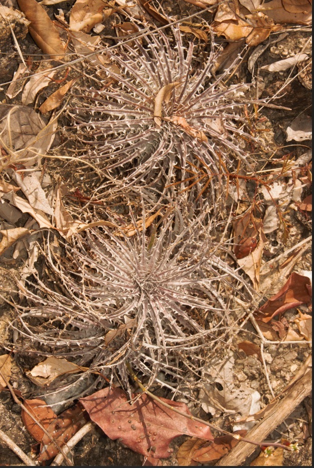 Dyckia dawsonii