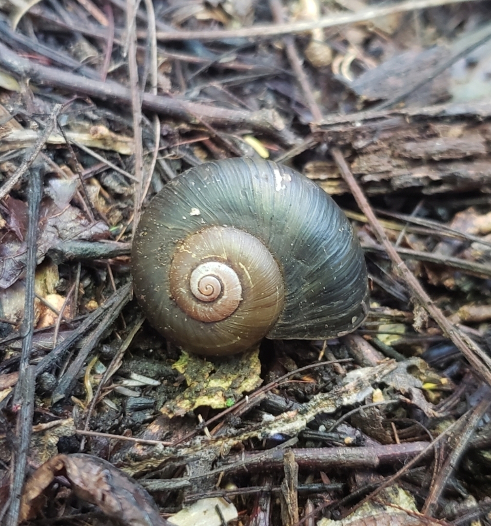 Aperostoma inca