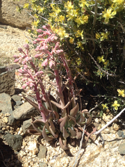 Dudleya saxosa