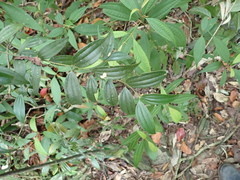 Cinnamomum subavenium