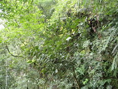 Cryptocarya chinensis