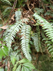 Asplenium cuneatiforme