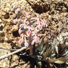 Dudleya saxosa