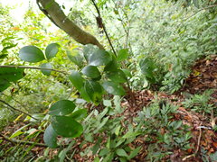 Ilex goshiensis