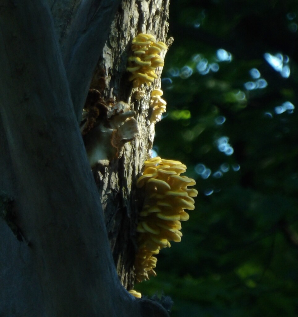 Golden Oyster Mushroom · June 2026 · photo: Photo: no rights reserved · iNaturalist