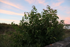 Sauerkirsche (Prunus cerasus): Herkunft und Verwendung — Foto 3