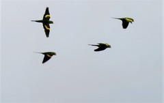 Yellow-Chevroned Parakeet photo 6