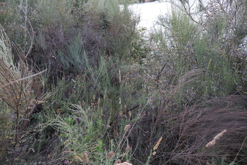 Lavandula pedunculata