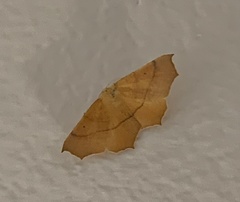 Tetracis cervinaria