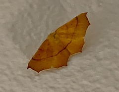 Tetracis cervinaria